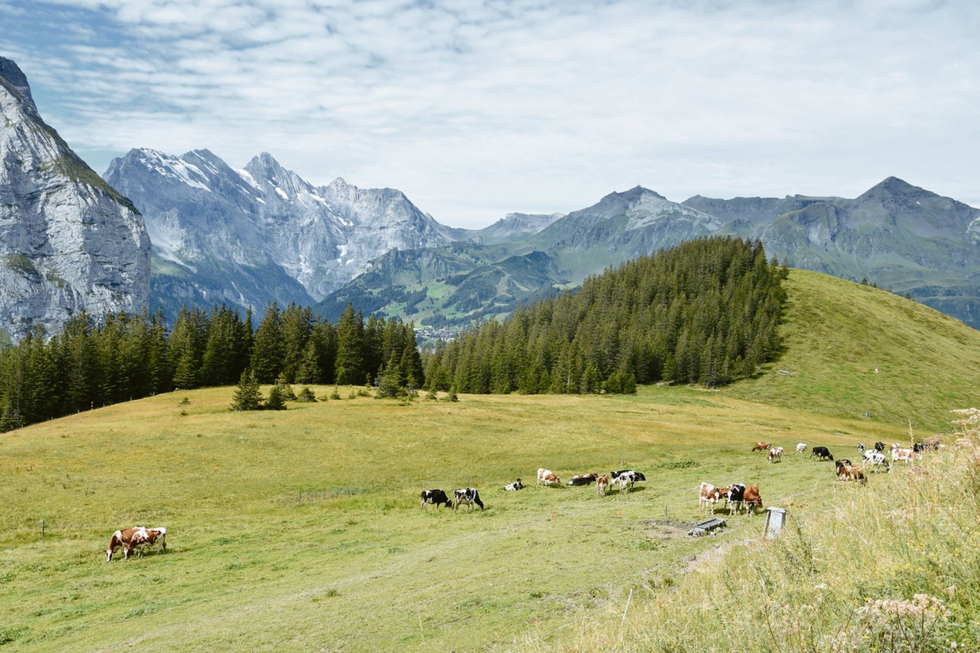 Die 56 Kühe sind Tag und Nacht auf der Weide. Im Hintergrund das Schilthorn. 