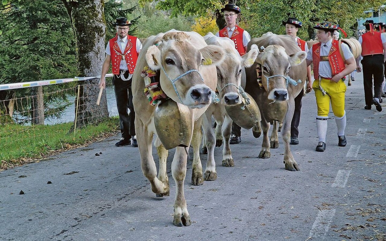 Die Leitkühe tragen die schweren Senntumschellen. Sie laufen vor dem Rest der Herde. 