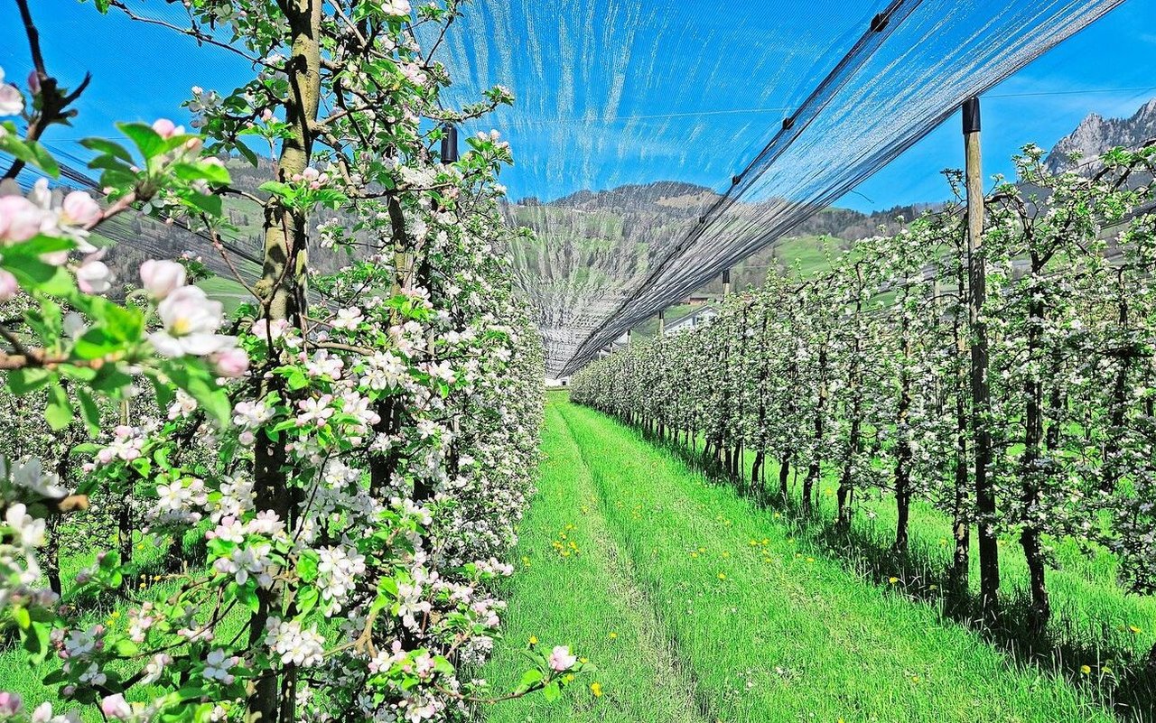 Die Obstblüte ist in diesem Jahr sehr früh und lässt auf eine gute Ernte schliessen. Das kann sich aber noch ändern. 