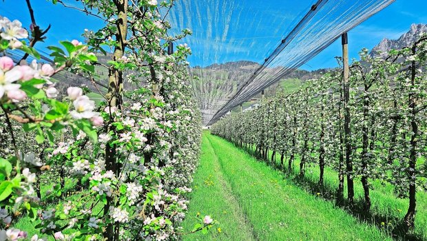 Die Obstblüte ist in diesem Jahr sehr früh und lässt auf eine gute Ernte schliessen. Das kann sich aber noch ändern. 