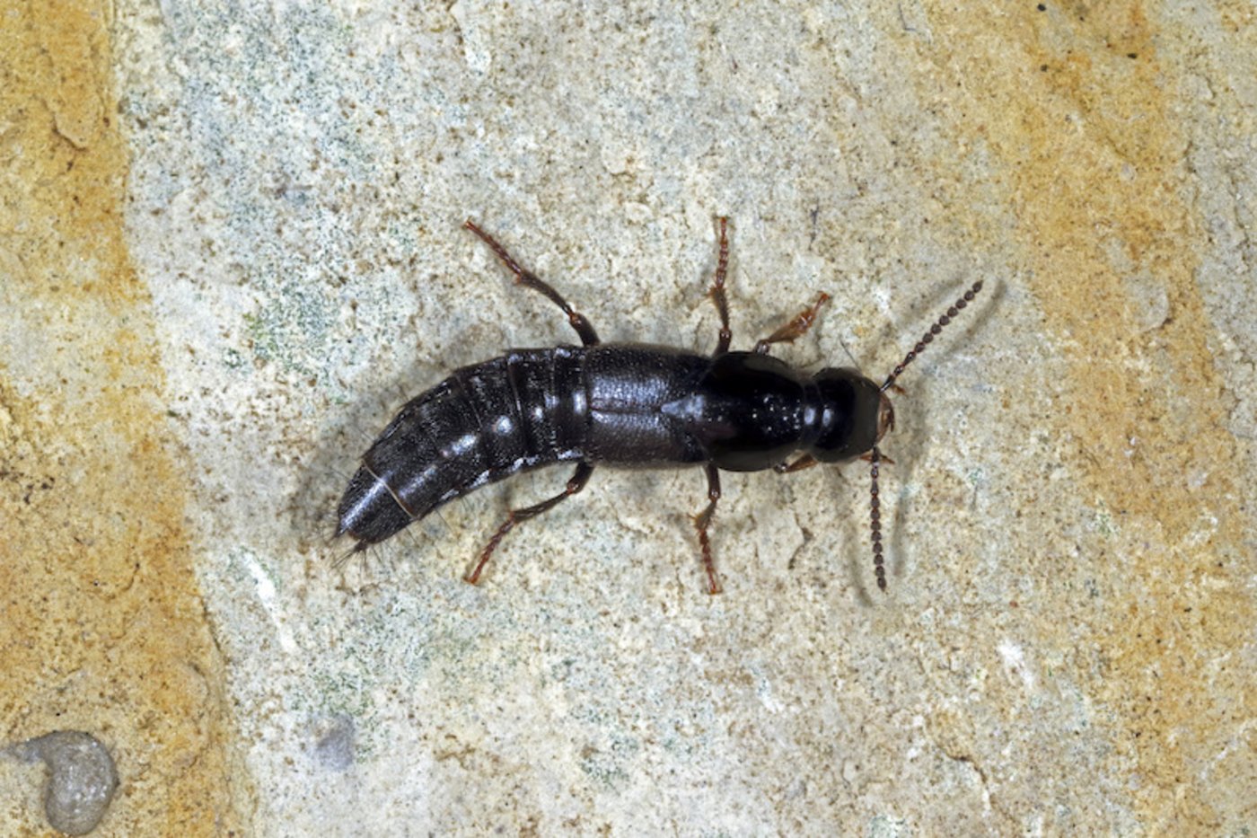 Höhlen-Raubkäfer leben auch in der Streulaubschicht von Wäldern oder in Kleinsäugerbauten. (Bild  Klaus Bogon, Sontra)