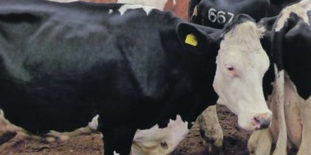 Hohes Qualitätsniveau in Holland: Freilaufställe in Kombination mit Weide sind Standard und das prophylaktische Trockenstellen mit Antibiotika ist nur noch in Ausnahmefällen erlaubt.(Bild akr)