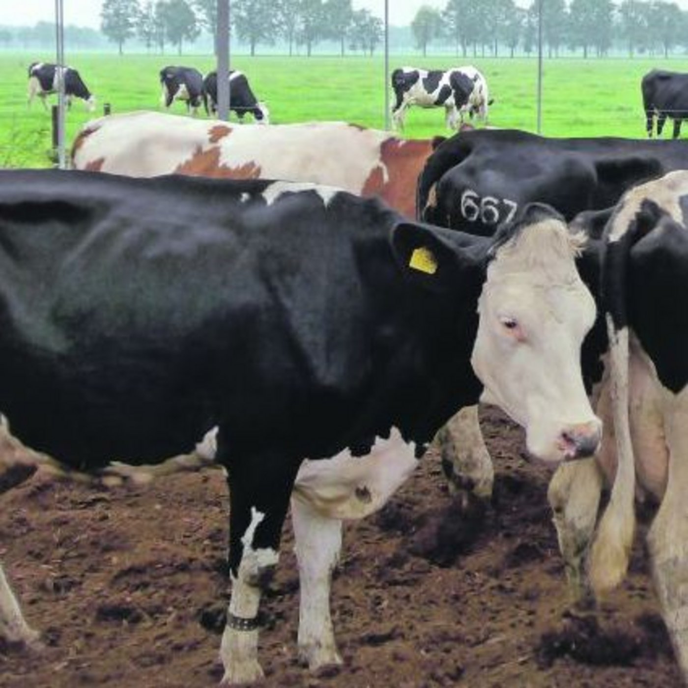 Hohes Qualitätsniveau in Holland: Freilaufställe in Kombination mit Weide sind Standard und das prophylaktische Trockenstellen mit Antibiotika ist nur noch in Ausnahmefällen erlaubt.(Bild akr)