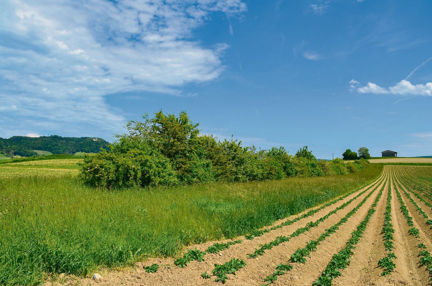 Impression einer grossen, zusammenhängenden Hecke im thurgauischen Rheinklingen: Die Biodiversitätsförderung in Ackerbaugebieten soll gestärkt werden. (Bild Isabelle Schwander)