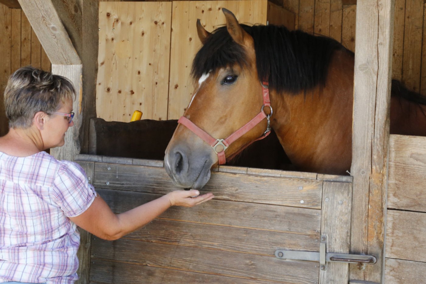 Gäste können auch auf Pferden reiten. 