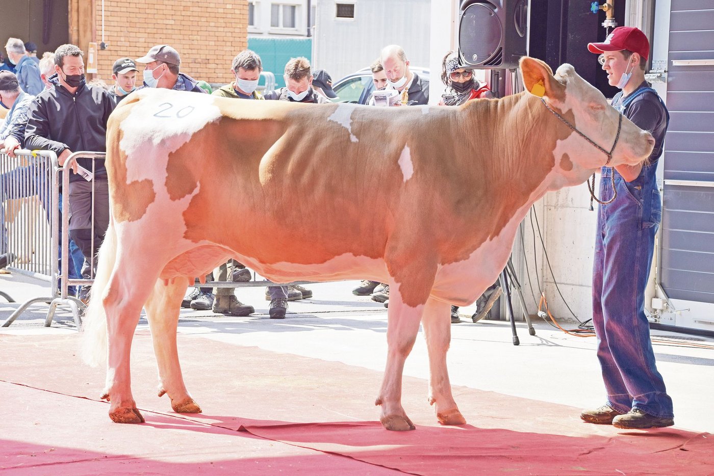 Die super aufgeeuterte Mauro Jamaicka von Markus Rauber aus Kandergrund ging für 3650 Franken an einen Käufer.