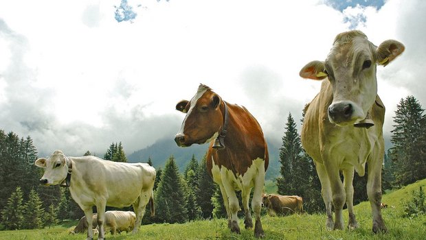 Glückliche Kühe, das wollen die Konsumenten. Die Branche setzt deshalb auf einen Nachhaltigkeitsstandard. Einige Bauern finden die Auflagen aber zu aufwendig und die Entschädigung zu gering. (Bild aem)