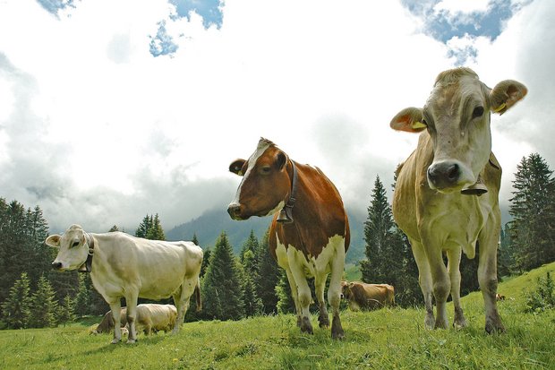Glückliche Kühe, das wollen die Konsumenten. Die Branche setzt deshalb auf einen Nachhaltigkeitsstandard. Einige Bauern finden die Auflagen aber zu aufwendig und die Entschädigung zu gering. (Bild aem)