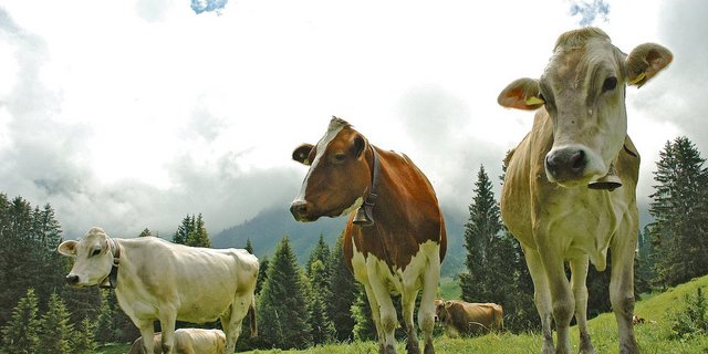 Glückliche Kühe, das wollen die Konsumenten. Die Branche setzt deshalb auf einen Nachhaltigkeitsstandard. Einige Bauern finden die Auflagen aber zu aufwendig und die Entschädigung zu gering. (Bild aem)