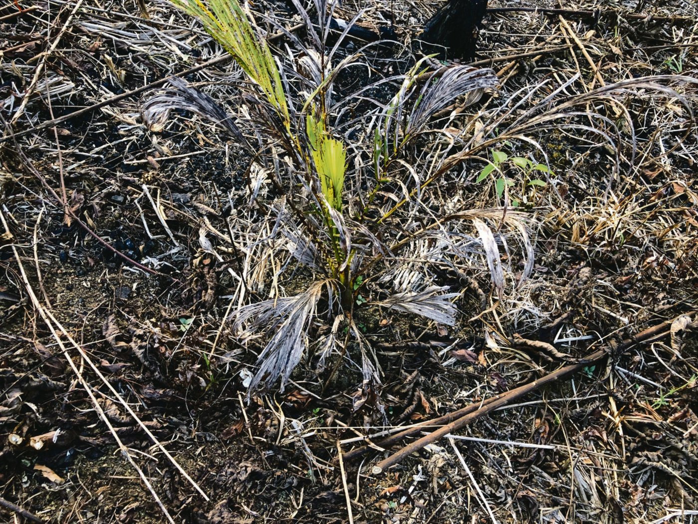 Eine junge Ölpalme, die durch unsachgemässen Herbizideinsatz beschädigt worden ist.