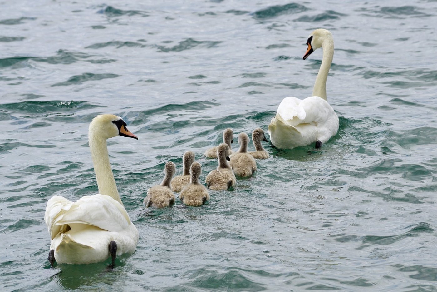 Eine Schwanfamilie unterwegs: Die schönen Tiere werden am Hallwilersee im Kanton Luzern langsam zur Plage. (Symbolbild Pixabay)