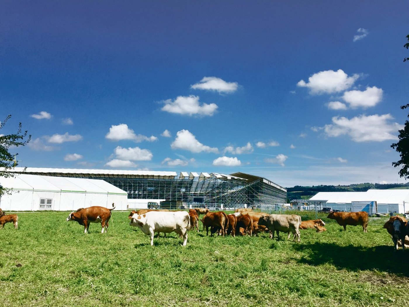 Kurz vor dem Eidgenössischen Schwing- und Älplerfest in Zug weidet Landwirt Freimanns Mutterkuhherde noch die Wiese vor der gigantischen Arena ab.(Bild Mathieu Emmenegger)
