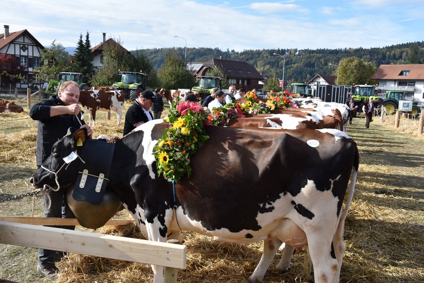 Zum Alpabzug bereit: Kühe mit eindrücklichem Blumenschmuck.