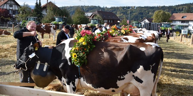 Zum Alpabzug bereit: Kühe mit eindrücklichem Blumenschmuck.