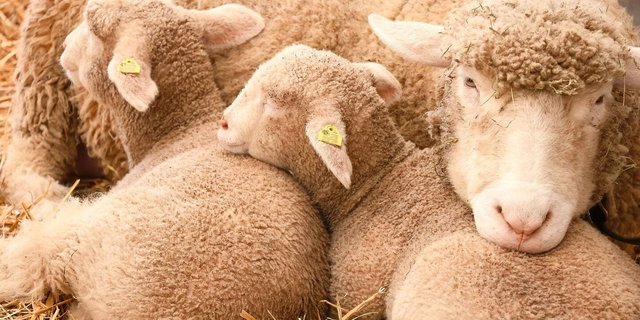 Der Energiebedarf ist in der Ablammzeit hoch. 