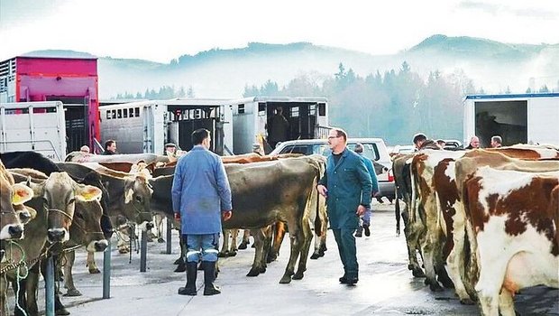 Der Schlachtviehhandel läuft besser als letztes Jahr um diese Zeit. Diese Woche wurden die Kühe auf den Märkten im Kanton Bern deutlich überboten.