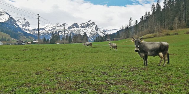Käthi, Kalinka und Kolibri geniessen die Zeit auf der Weide. (Bild Toni Bergmann)