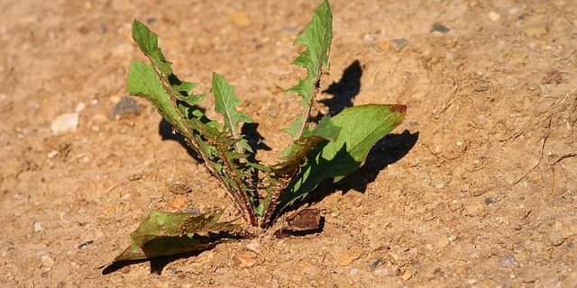 Laut Klimaforschern werden Hitzewellen in Zukunft häufiger, nicht nur wegen dem menschgemachten Klimawandel. (Bild Pixabay)