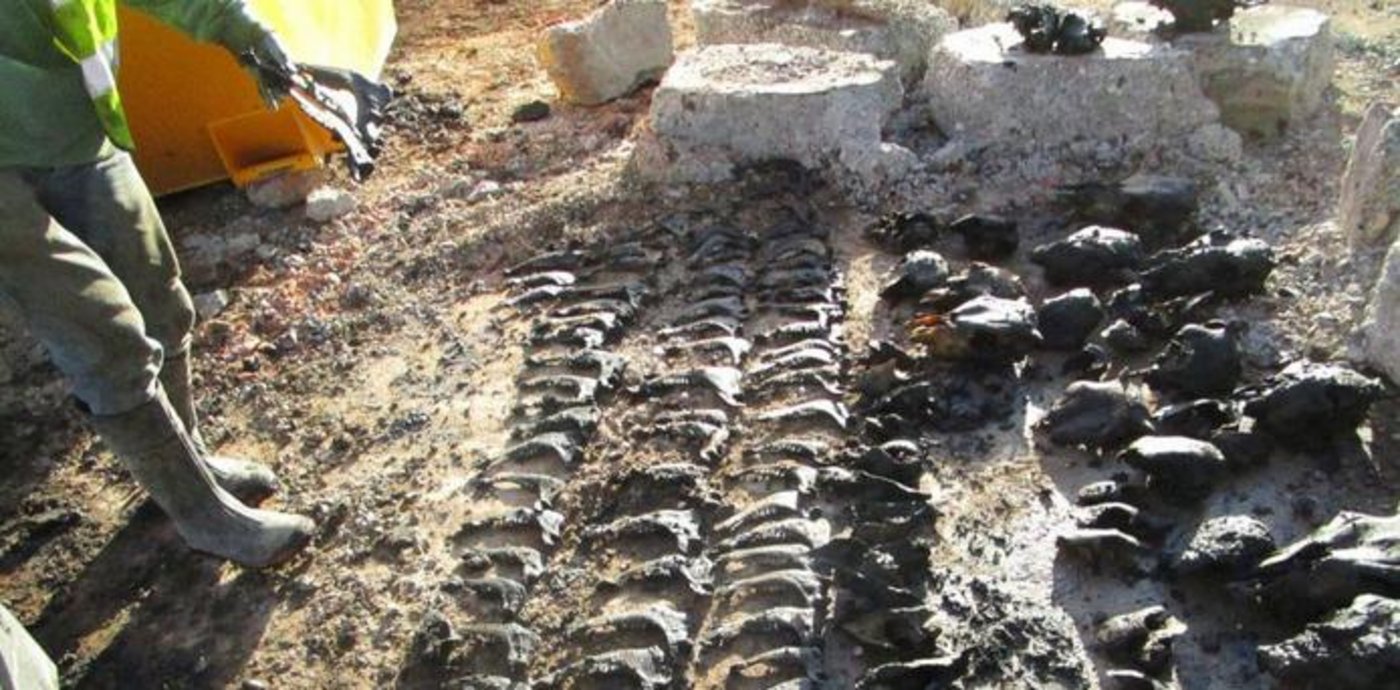 Die gefundenen Knochen stammen von mindestens 46 Tieren. (Bild Kanton Thurgau)