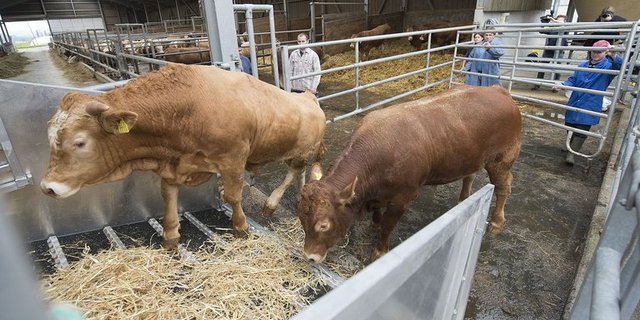 Der STS-Kontrolldienst schaut auch darauf, wie Tiere verladen und transportiert werden. (Bilder STS)