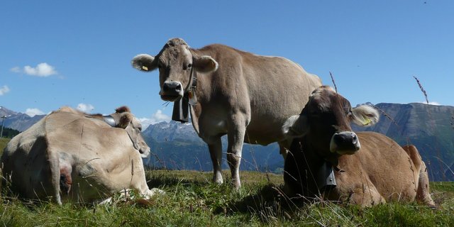 Kühe zum Schlachten sind jetzt sehr gesucht. Sie gelten Fr. 8.40, das sind nur 10 Rp. weniger als vor dem Lockdown. (Bild SBV)