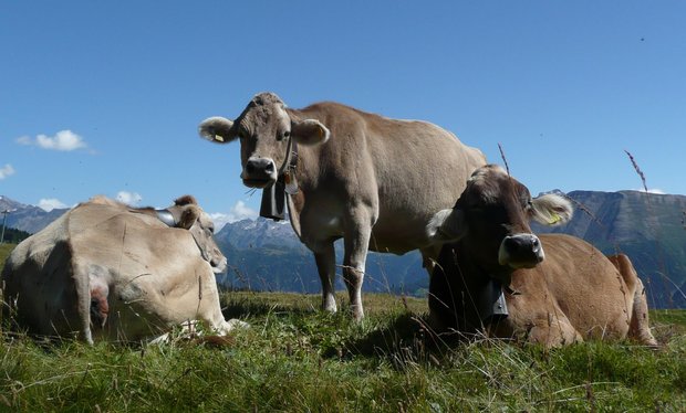 Marktkommentar: Proviande beantragt Importe von Fleisch Kühe zum Schlachten sind jetzt sehr gesucht. Sie gelten Fr. 8.40, das sind nur 10 Rp. weniger als vor dem Lockdown. (Bild SBV)