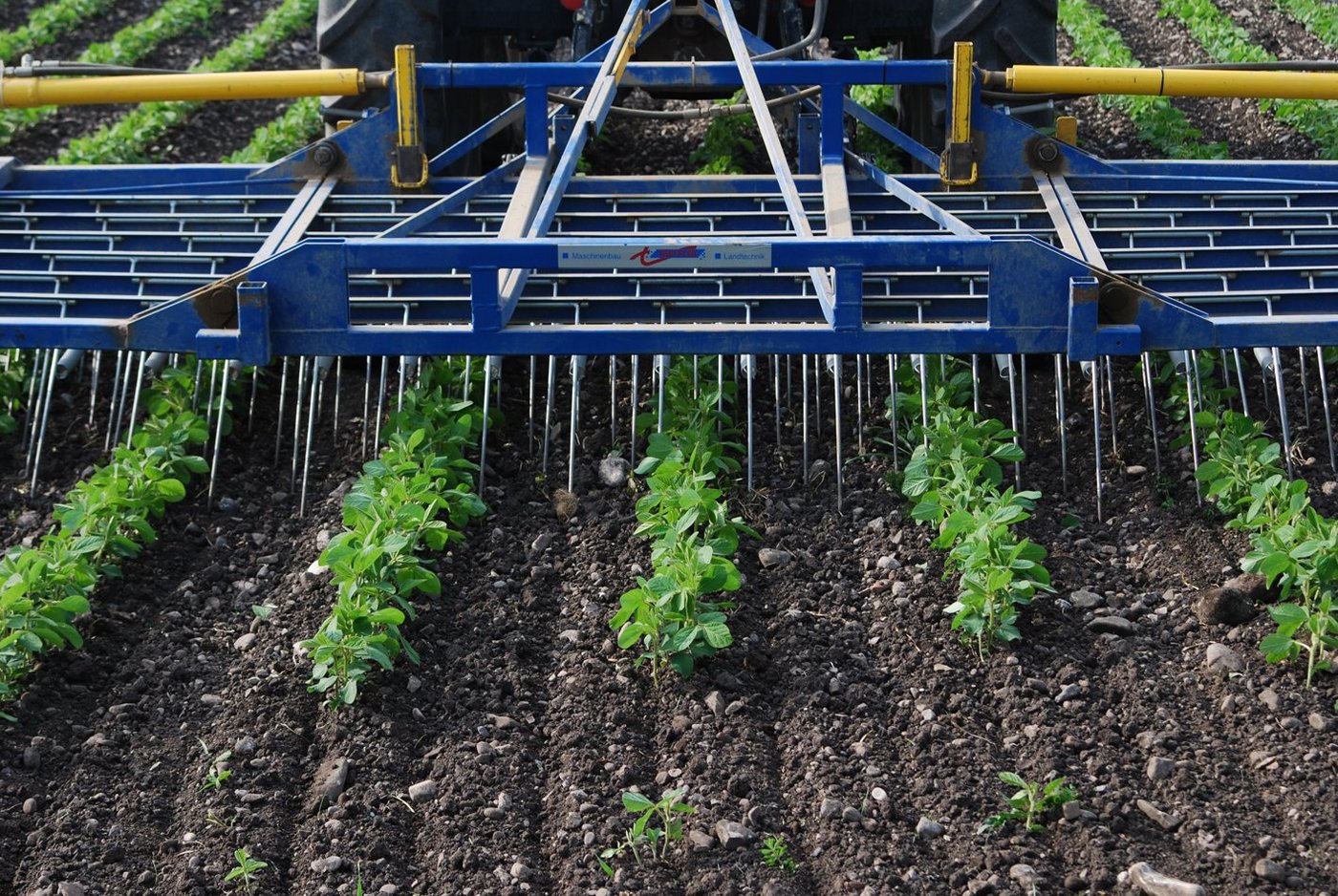 Mechanische Unkrautbekämpfung statt Roundup: Europäische Soja ist immer GVO-frei. (Bild FiBL)