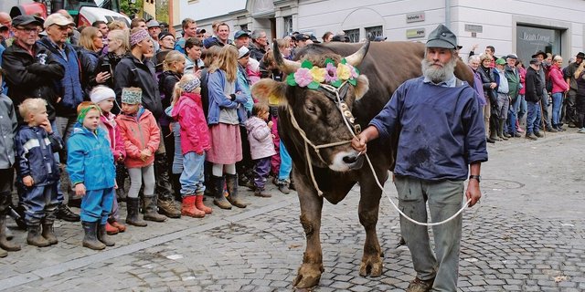 Ein traditioneller Höhepunkt der Schwyzer Bezirksviehschauen mit viel Publikum: Umzug nach der Viehschau durch den Kantonshauptort.