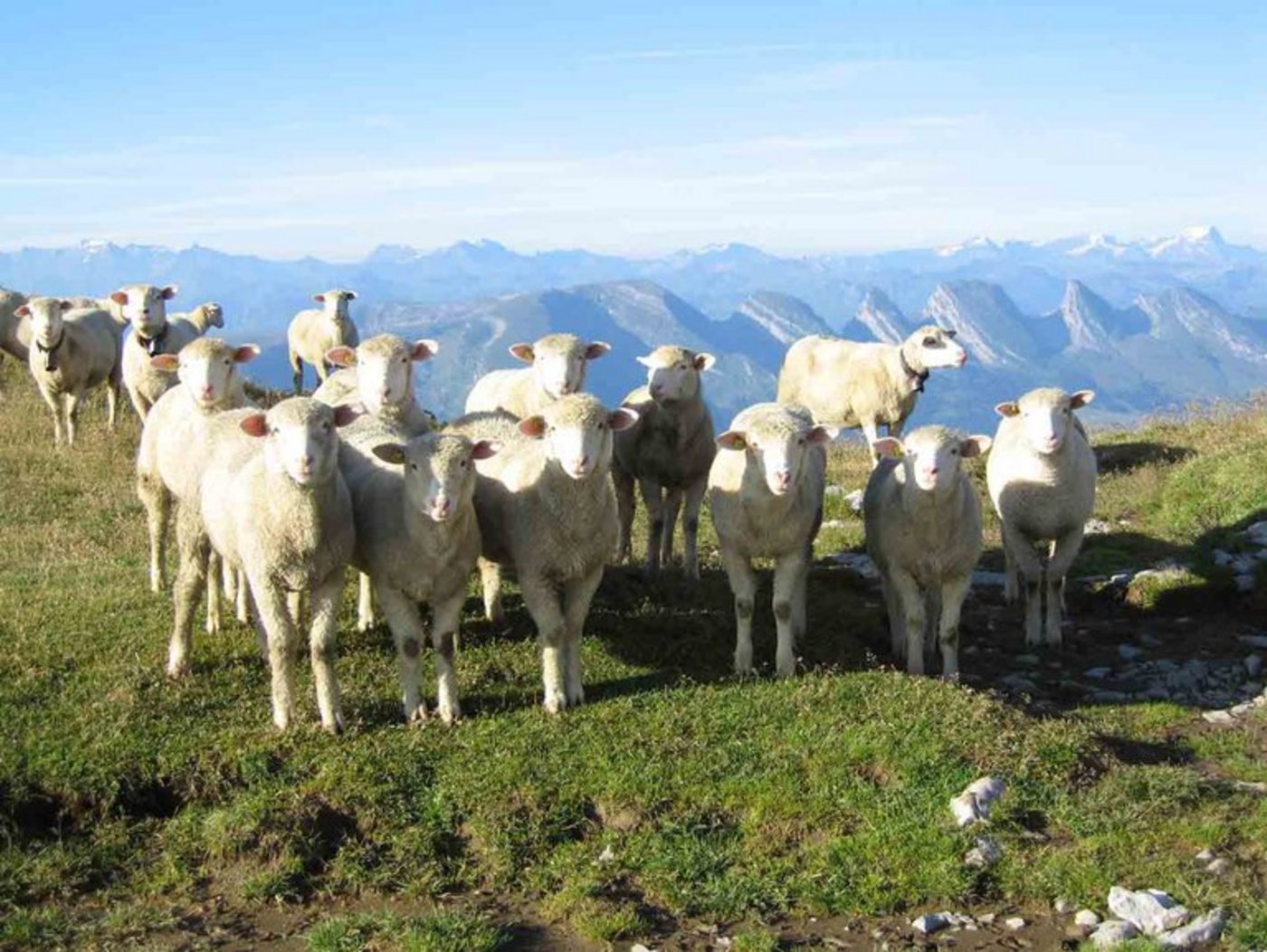Nationalrat Andreas Aebi (SVP/BE) will für die  Jungschafe RAUS-Beiträge einführen. (Bild Lid)