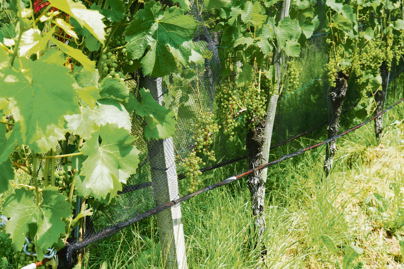 In einigen der Reblagen am Ottenberg ist die Traubenzone bereits eingenetzt.