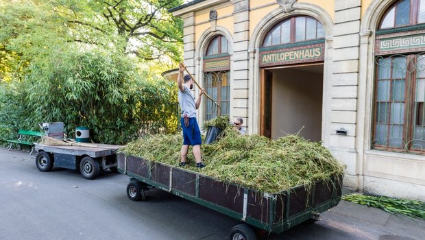 Das frisch gemähte und angelieferte Gras wird im Zoo verteilt. (Bilder Zoo Basel)