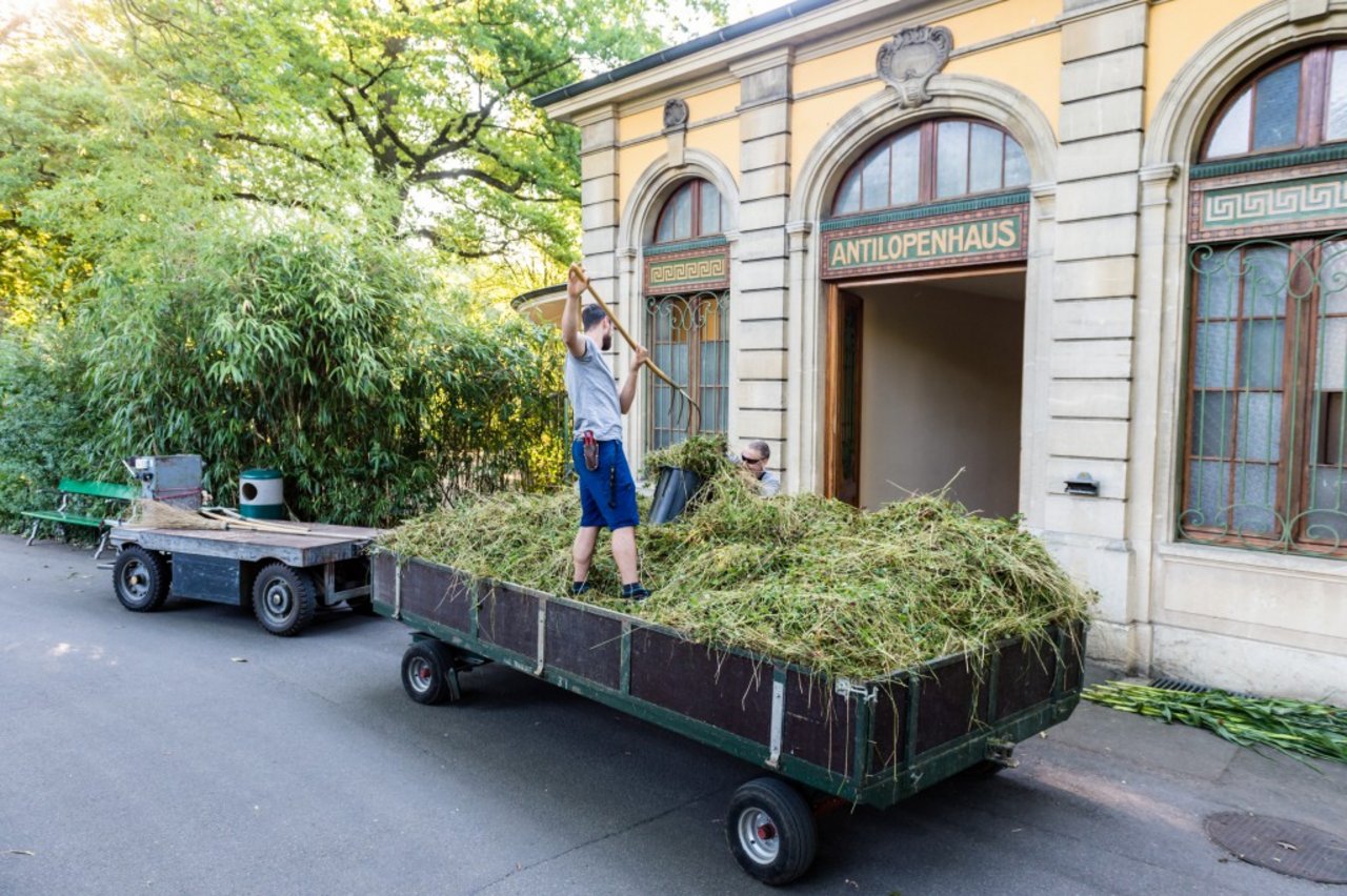 Das frisch gemähte und angelieferte Gras wird im Zoo verteilt. (Bilder Zoo Basel)