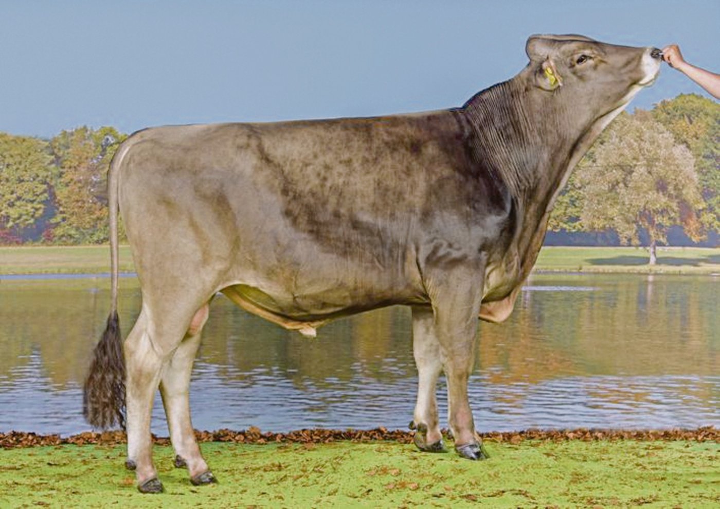 Symbaboy Bunin ist ein starker Leistungsstier und vererbt das Kappa-Kasein BB. (Bilder KeLeKi)