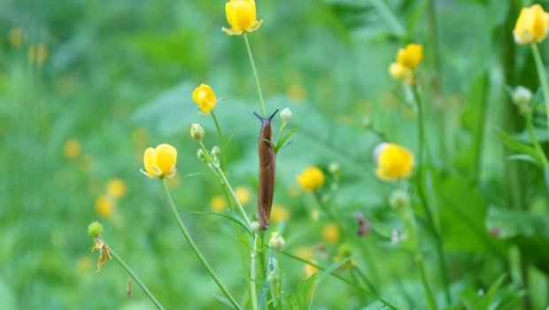 Nacktschnecken sind manchmal schon fast akrobatisch, was den Schutz von Nutz- und Zierpflanzen zur Herausforderung macht. (Bild PIxabay)