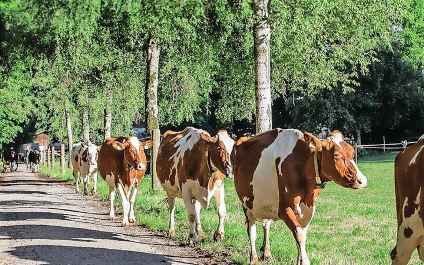 Der Gang an die Versammlung des BEBV ist neben Bio auch für die Milchproduzenten von Bedeutung.