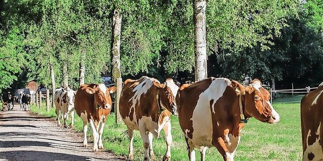 Der Gang an die Versammlung des BEBV ist neben Bio auch für die Milchproduzenten von Bedeutung.