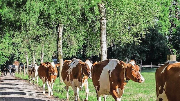 Der Gang an die Vers Der Gang an die Versammlung des BEBV ist neben Bio auch für die Milchproduzenten von Bedeutung.
