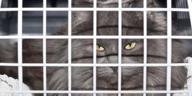 Katze schaut aus Transportbox