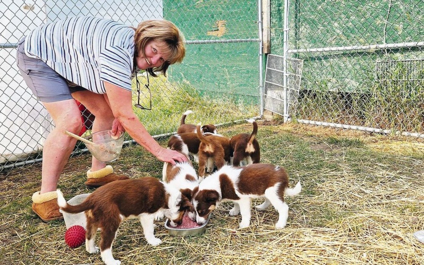 Jackie Dickson füttert ihre reinrassigen Border-Collie-Welpen. Es wird der letzte Wurf sein, den die kanadische Bäuerin gezüchtet hat. Die 60-Jährige wünscht sich mehr Zeit für ihre Pferde. 