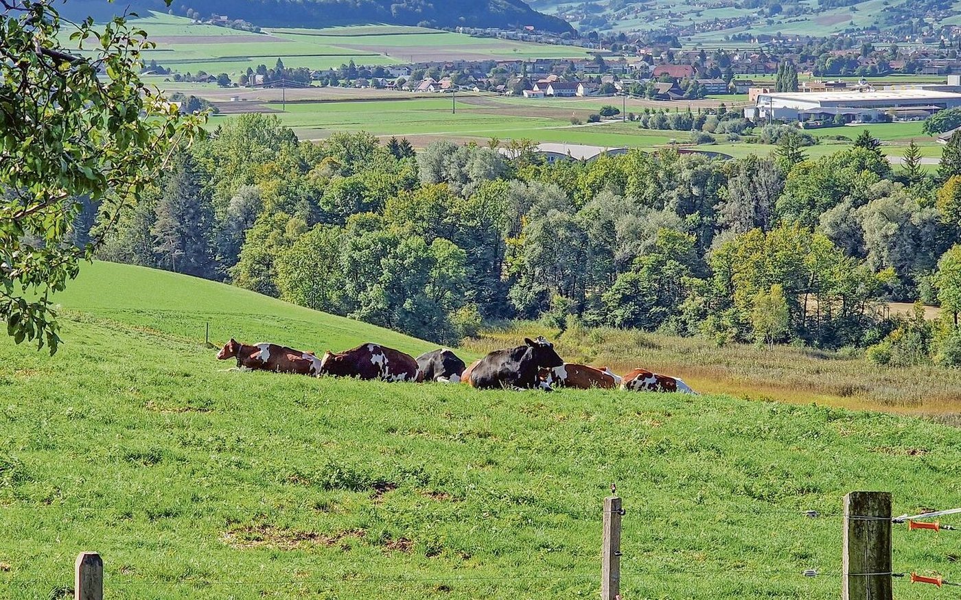 RAUS und der Weidebeitrag gibt in vielen Kantonen zu reden. Es bestehen Unsicherheiten. 