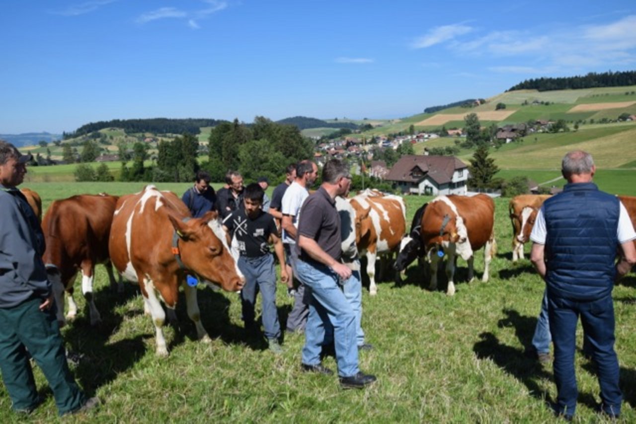 Mitten in der Herde konnten die Interessierten am Sommeranlass am 28. Juni im Emmental die Kühe von Nahem betrachten.