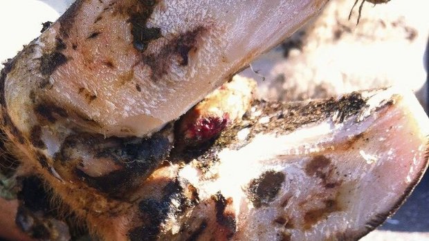 Jeder zweite Betrieb Jeder zweite Betrieb und jede fünfte Kuh ist in der Schweiz von der Klauenkrankheit Mortellaro betroffen.