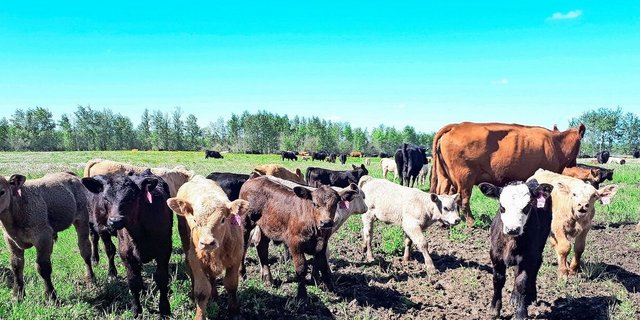 «Exgüsi, händ Sie mis Mami gseh?» Nachdem die insgesamt 312 Kühe und Kälber die 2 km lange Strecke zur neuen Weide zurückgelegt haben, dauert es eine Weile, bis alle wieder ihren Partner gefunden haben.