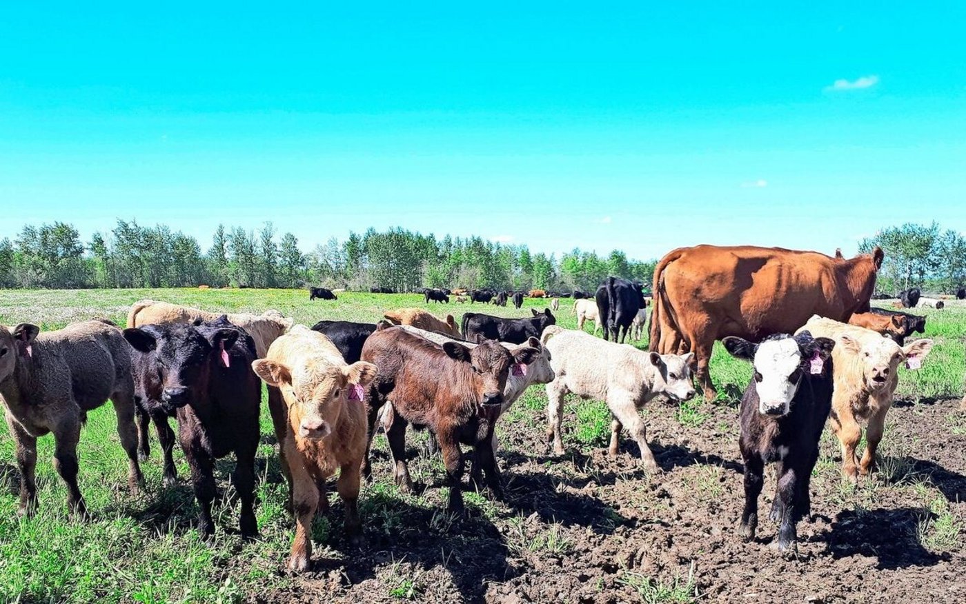 «Exgüsi, händ Sie mis Mami gseh?» Nachdem die insgesamt 312 Kühe und Kälber die 2 km lange Strecke zur neuen Weide zurückgelegt haben, dauert es eine Weile, bis alle wieder ihren Partner gefunden haben.