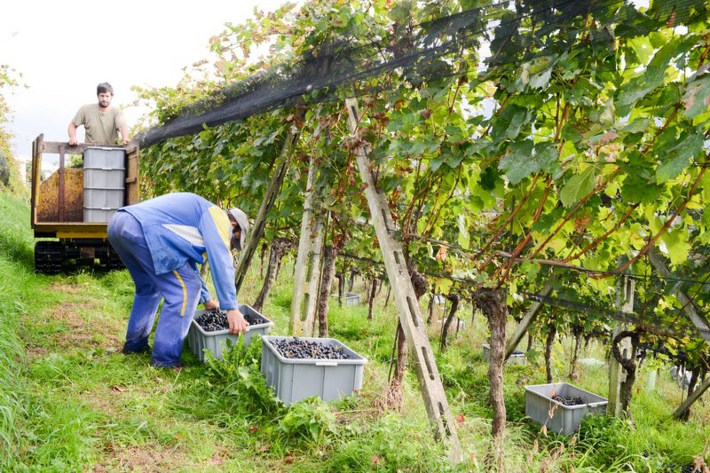 In den meisten Regionen ist die Lese bereits jetzt weitgehend abgeschlossen. (Bild: iStock)