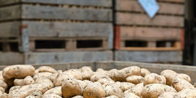 Aufgrund des hohen Krankheitsdrucks und der schwierigen Erntebedingungen erwarten die Lagerhalter eine anspruchsvolle Lagerperiode.