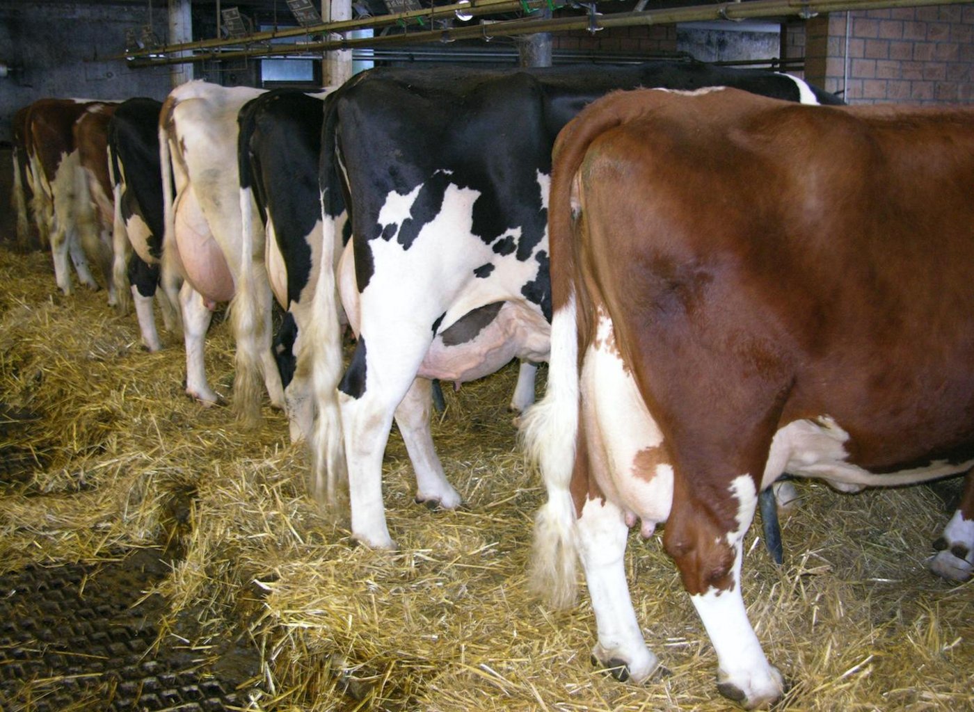 Auch in Deutschland hinterlässt die Milchmarktkrise ihre Spuren. (Bild BauZ)