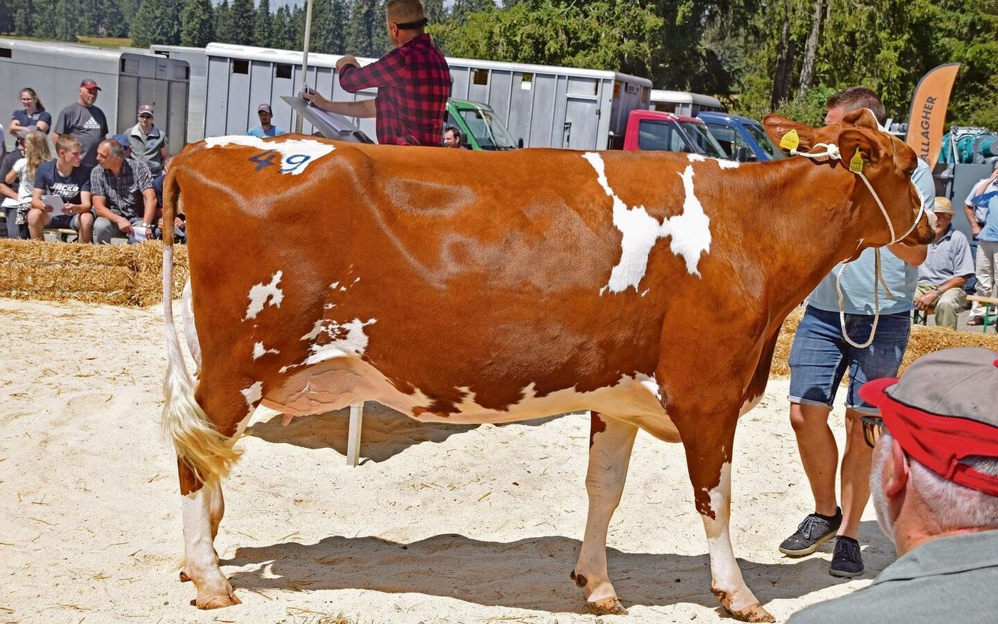 Den Tageshöchstpreis von 5000 Franken erzielte Siegsoleil Power Mythique von Jean Siegenthaler aus Mont-Soleil BE.