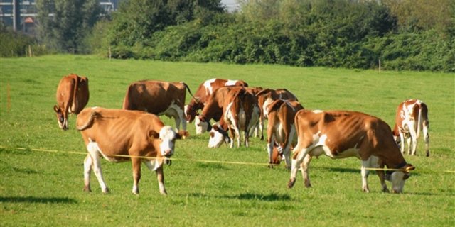 Die Weidehaltung würde in fast allen Fällen gut zur Schweiz passen. Ob das die Landwirte auch so sehen? (Bild: hja)