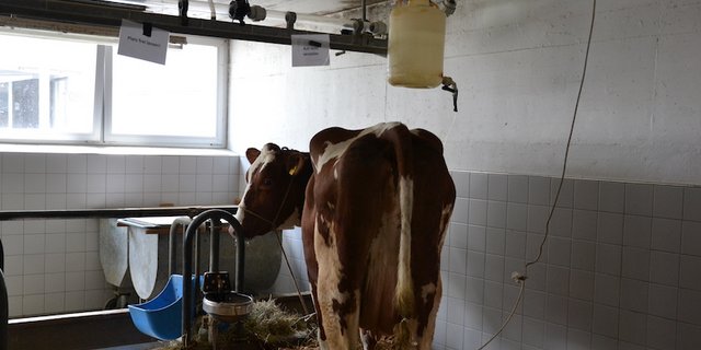 Oberhalb der behandelten Tiere geben Plaketten Auskunft über das jeweilige Melkregime. Rechts oben hängt eine 20-Liter-Infusion mit Kochsalzlösung. (Bild jsc)